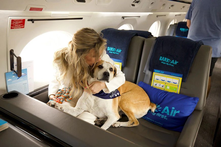 Авиакомпания BARK Air, специализирующаяся на перевозке собак, совершила свой первый рейс