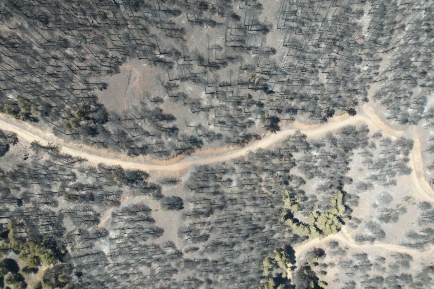 Лесной пожар в Денизли удалось взять под контроль